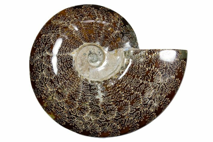 Polished Fossil Ammonite (Cleoniceras) - Madagascar #349190